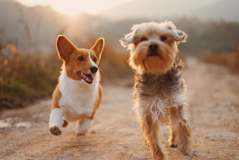 lost dogs