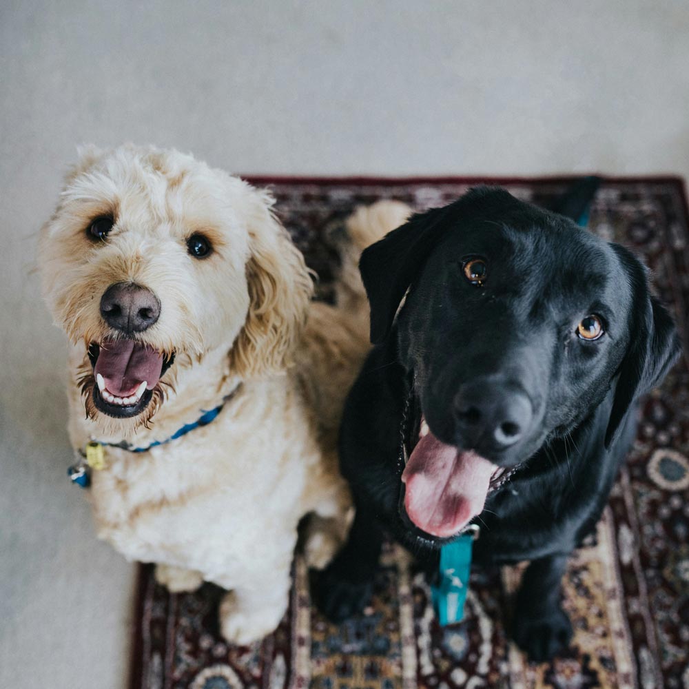Black and White Smiles