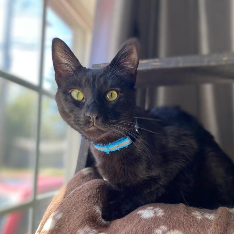 Black Cat