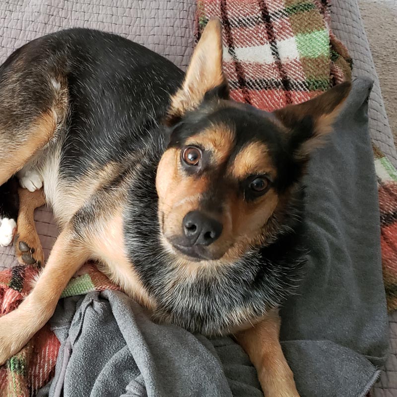 Dog on plaid