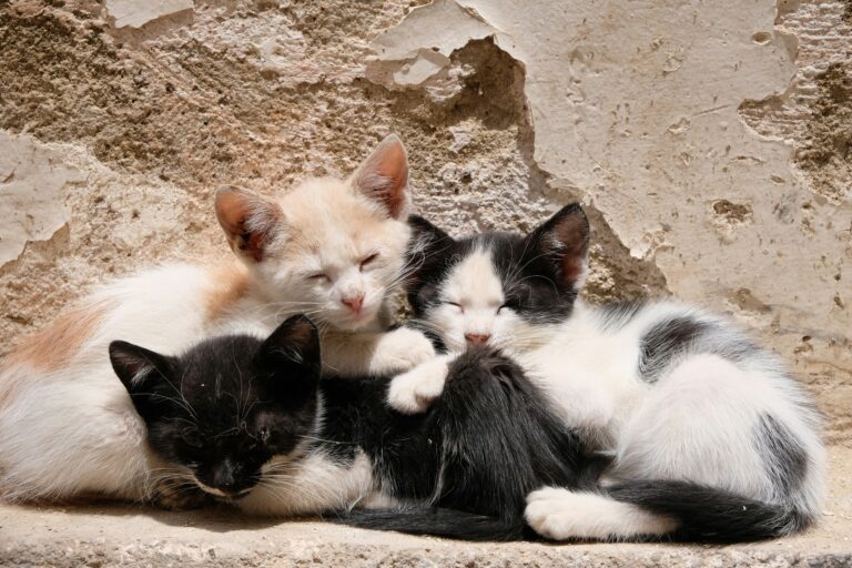 stray kittens