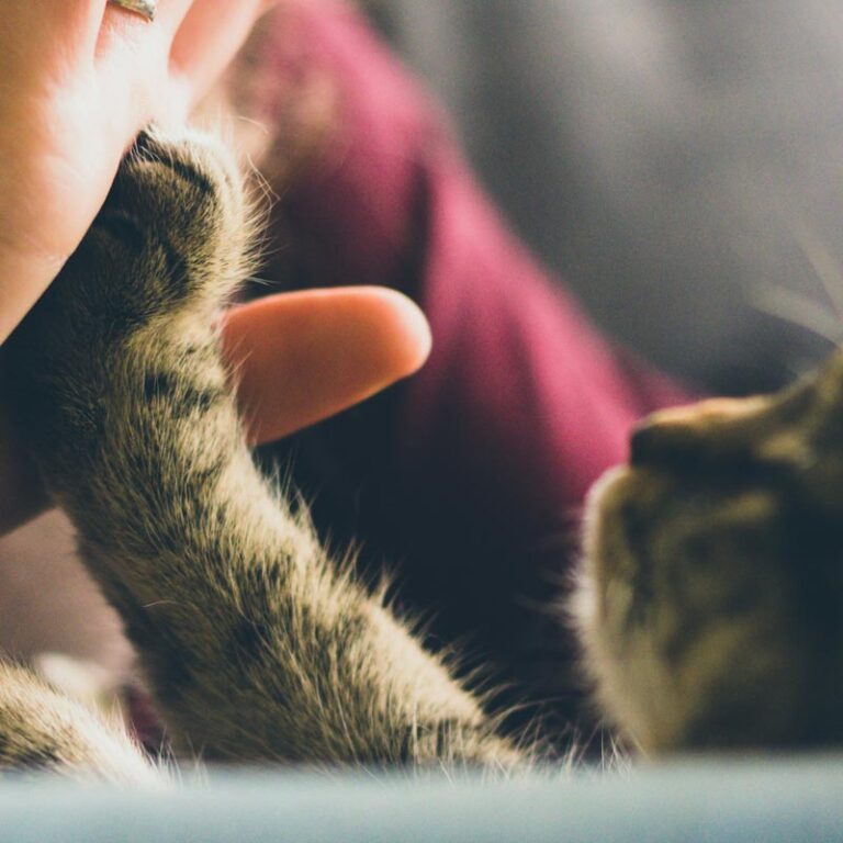 Gimme some Paw