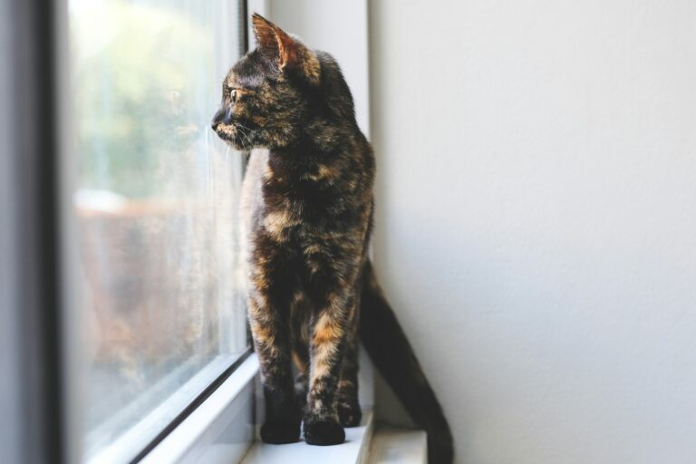 indoor cat