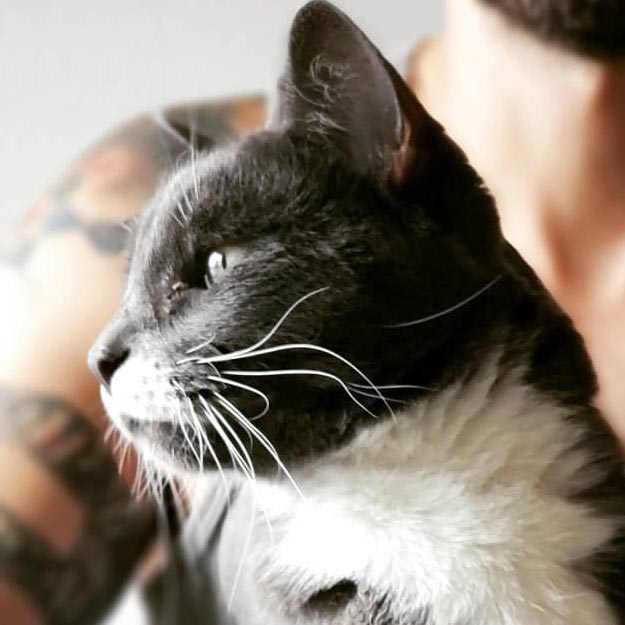 regal cat