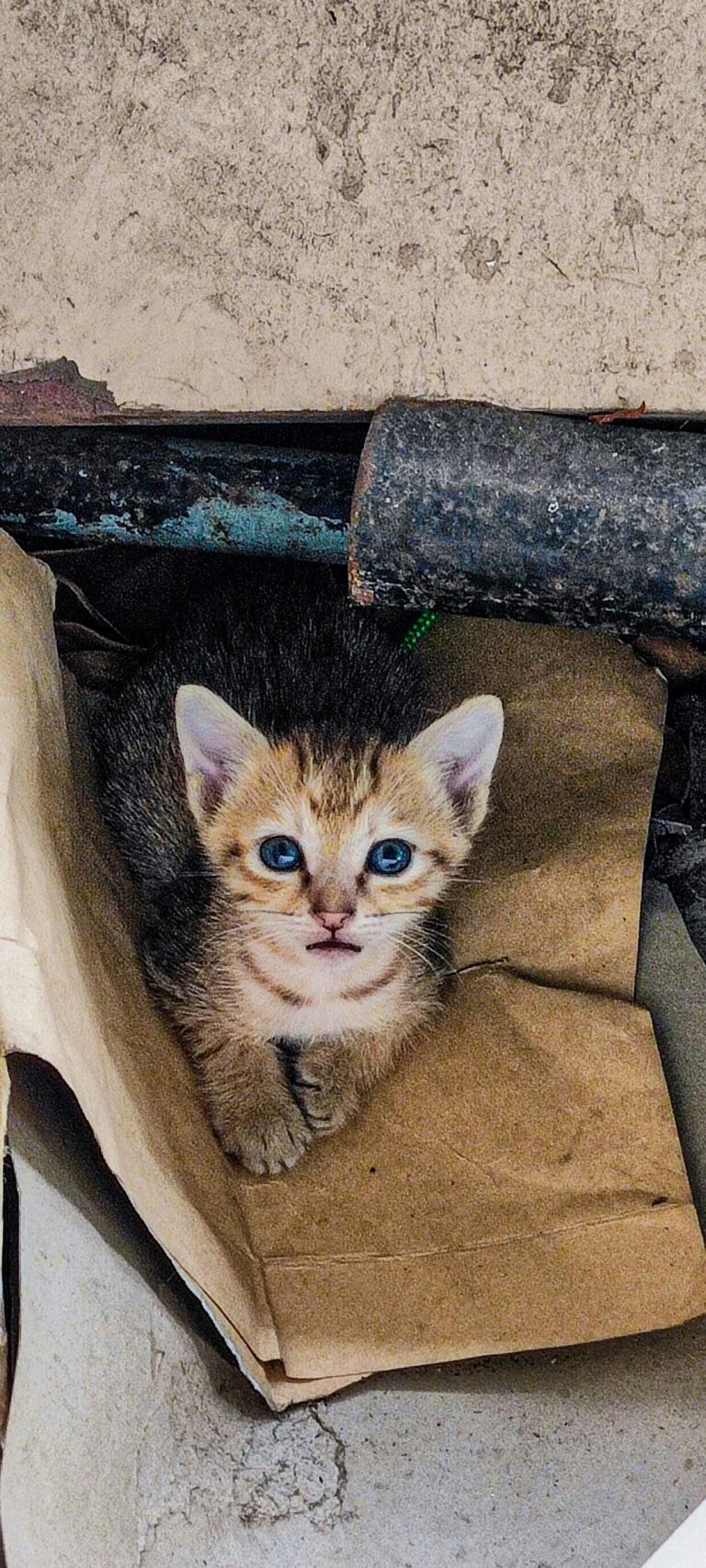 feral kitten
