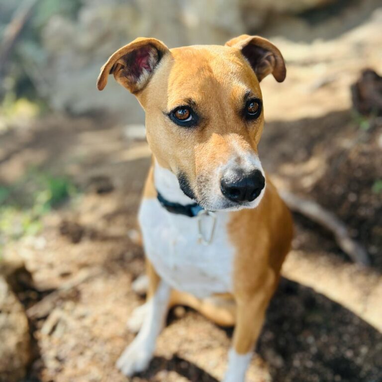 Tan Dog